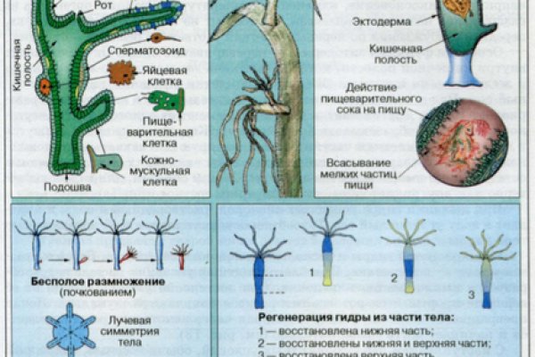 Кракен са